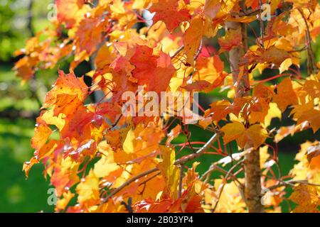 Acer Ample Surprise. Acer platanoides x amplum ‘Ample Surprise’ tree in autumn Stock Photo