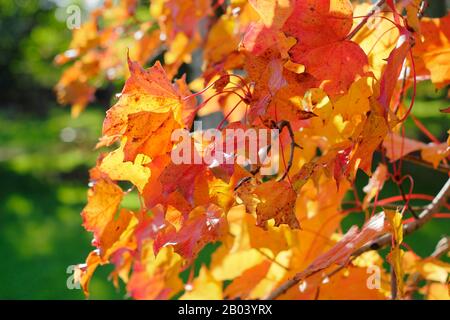 Acer Ample Surprise. Acer platanoides x amplum ‘Ample Surprise’ tree in autumn Stock Photo