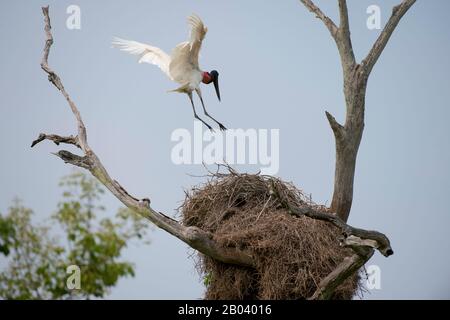 A Jabiru stork (Jabiru mycteria) landing on nest in a tree near the Pouso Alegre Lodge in the northern Pantanal, Mato Grosso province of Brazil. Stock Photo