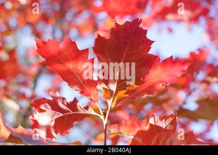 Quercus rubra 'Evenley Gold' displaying vibrant autumn colours. Stock Photo