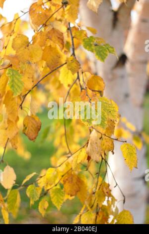 Betula. Striking foliage and creamy birch tree in autumn. UK Stock Photo
