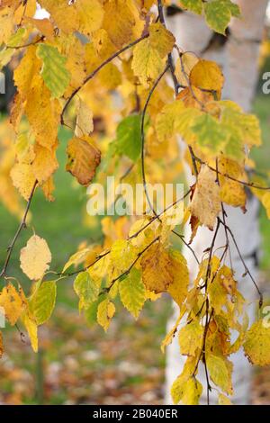 Betula. Striking foliage and creamy birch tree in autumn. UK Stock Photo