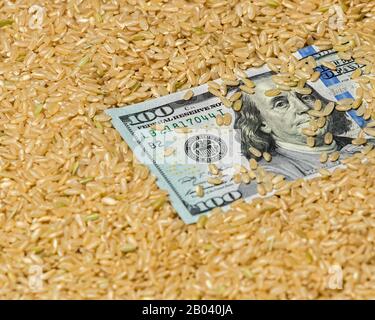 Closeup of brown whole grain rice seed surrounding American 100 dollar bill. Concept of United States of America rice industry, trade, market price Stock Photo