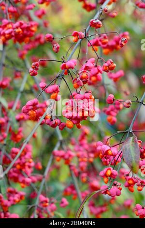 Euonymus europaeus 'Red Cascade' Stock Photo