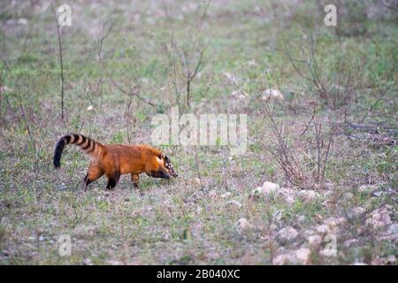 Coati, genera Nasua and Nasuella, also known as coatimundi at the Pouso Alegre Lodge in the northern Pantanal, Mato Grosso province of Brazil. Stock Photo