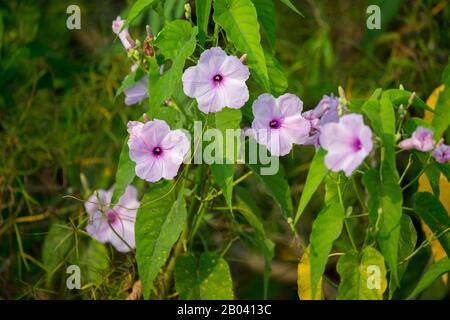 Pink morning glory flowers (Ipomoea carnea), near the Pouso Alegre Lodge in the northern Pantanal, Mato Grosso province of Brazil. Stock Photo