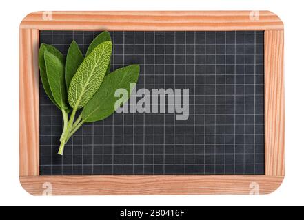blackboard with  fresh sage isolated on white background Stock Photo