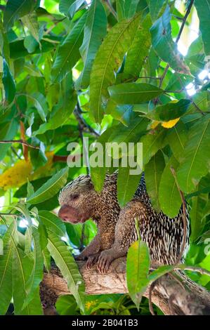 A Brazilian porcupine (Coendou prehensilis) in a tree at Porto Jofre in the northern Pantanal, Mato Grosso province in Brazil. Stock Photo