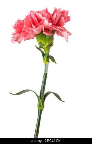 Pink carnation  isolated on white background Stock Photo