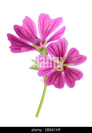 Mallow plant with flowers isolated on white background Stock Photo - Alamy
