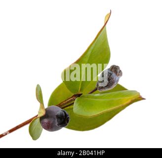 myrtle   branch with berries isolated on white Stock Photo