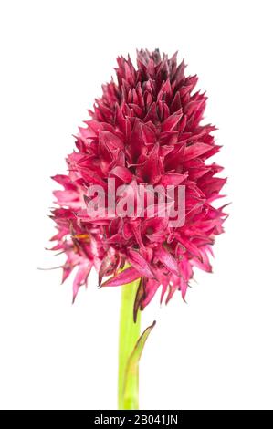 Black Vanilla Orchid (nigritella nigra) isolated on white Stock Photo