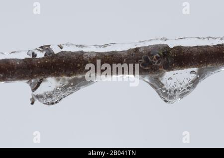 Frozen water droplets on Eastern Redbud, Cercis canadensis, branch Stock Photo