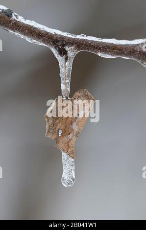 Icicle on Eastern Redbud, Cercis canadensis, leaf in winter Stock Photo