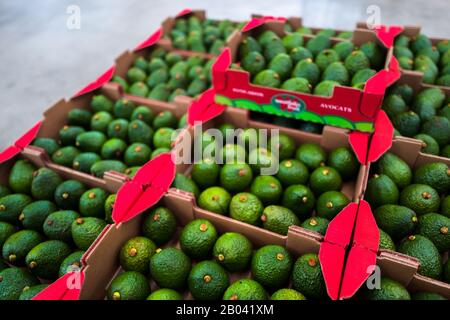 Boxes of avocados are seen aligned on the pallet at a processing plant in Sonsón, Antioquia department, Colombia. Stock Photo