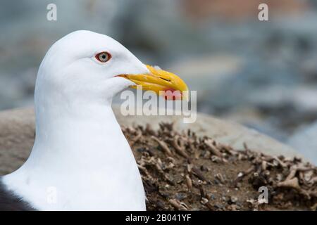 Close-up of Kelp Gull (Larus dominicanus), also known as the Dominican Gull, nesting at the penguin sanctuary on Magdalena Island in the Strait of Mag Stock Photo