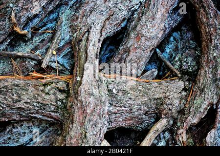 A closeup of the gnarled roots of a tree Stock Photo