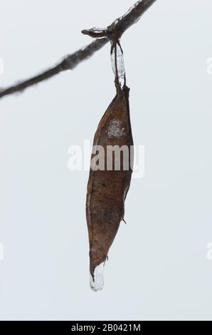 Frozen water droplet on Eastern Redbud, Cercis canadensis, fruit Stock Photo