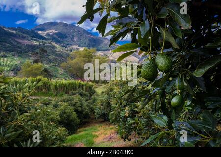 Green avocados are seen growing on a tree at a plantation near Sonsón, Antioquia department, Colombia. Stock Photo