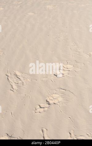 Jaguar tracks on a sandbank in one of the tributaries of the Cuiaba River near Porto Jofre in the northern Pantanal, Mato Grosso province in Brazil. Stock Photo