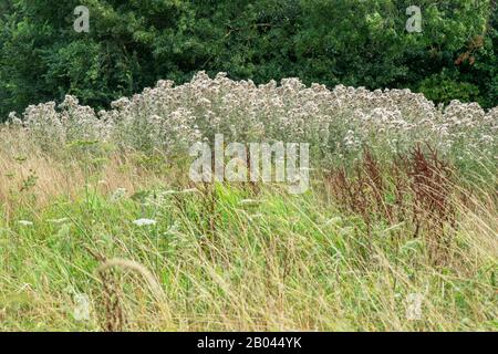 Tall grass and fluffy plants at edge of forest during summer. Stock Photo