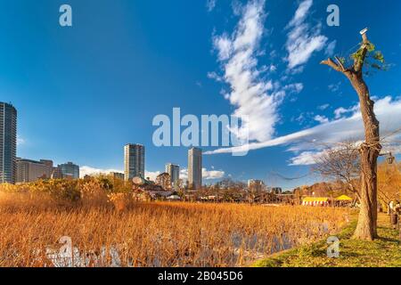 ueno, japan - january 02 2020: Dried lotus flowers in the pond of the Kaneiji Temple with in foreground a weeping willow tree and in background the oc Stock Photo