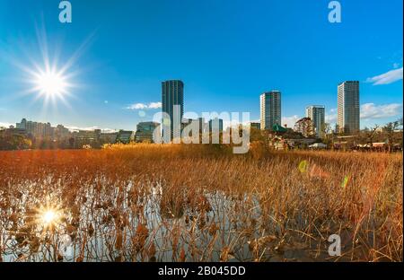 ueno, japan - january 02 2020: Dried lotus flowers and pampas grass shining in the sunset light in the pond of the Kaneiji Temple with in background t Stock Photo