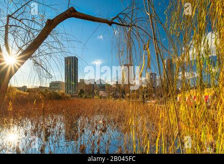 ueno, japan - january 02 2020: Dried lotus flowers in the pond of the Kaneiji Temple with in foreground a weeping willow tree and in background the oc Stock Photo