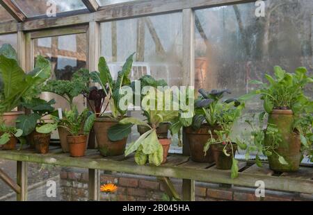 Display of Old Vintage Terracotta Flowerpots with Plants of Home Grown Organic Vegetables Growing on a Wooden Shelf Inside a Greenhouse in Devon, UK Stock Photo
