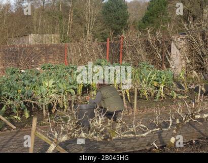 Female Gardener Working in the Vegetable Garden at Rosemoor in Rural Devon, England, UK Stock Photo