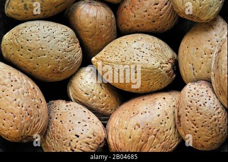 Harvested unshelled almond nuts (Prunus dulcis / Prunus amygdalus) in shell / seedcoat Stock Photo