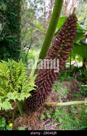 Flower of Nalca plant (Gunnera tinctoria), the Chilean rhubarb, in the forest in Aiken del Sur Private Park near Puerto Chacabuco in the Chilean Fjord Stock Photo
