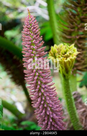 Flower of Nalca plant (Gunnera tinctoria), the Chilean rhubarb, in the forest in Aiken del Sur Private Park near Puerto Chacabuco in the Chilean Fjord Stock Photo