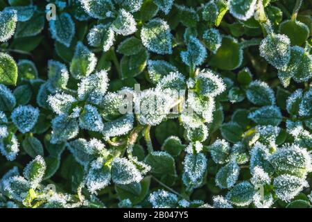 Abstract background with green grass and leaves covered with hoarfrost. Top view. Ice crystals on green grass after the first frost in winter. Stock Photo