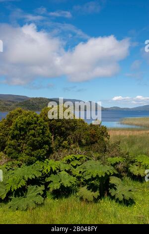 Nalca plants gunnera tinctoria hi-res stock photography and images - Alamy