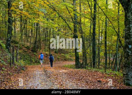 Emilia Romagna - Emilia Romagna - On the third stage, just beyond Madonna dei Fornelli and near the paved sections, the Via degli Dei enters the middle of thick woods. Stock Photo