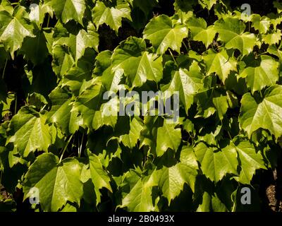 Juicy green grape leaves on the stone wall. Natural summer background. Stock Photo