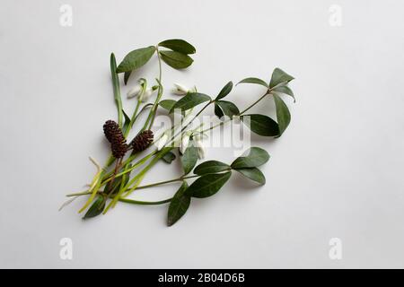 Bouquet with fresh snowdrops and herbs isolated on white background Stock Photo