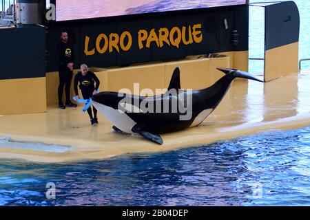 Puerto De La Cruz,Tenerife-January 16th 2019.A killer whale (orcinus orca) is out of the water while performing at a whale show at Loro Park in Teneri Stock Photo
