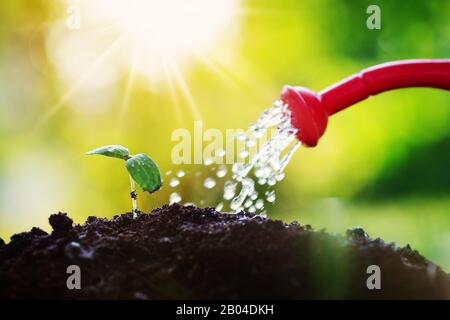 Water drops falling onto new sprout on sunny day in the garden in summer Stock Photo