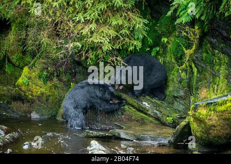 American black bears (Ursus americanus) fighting at creek at Neets Bay fish hatchery, Behm Canal in Southeast Alaska near Ketchikan, USA. Stock Photo