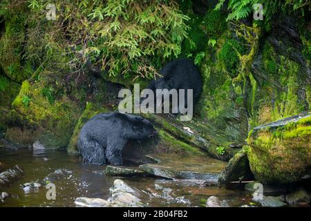 American black bears (Ursus americanus) fighting at creek at Neets Bay fish hatchery, Behm Canal in Southeast Alaska near Ketchikan, USA. Stock Photo