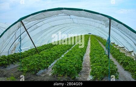 Green house made from polyethylene film protect in spring fields with rows of strawberry plants, farming in Europe Stock Photo