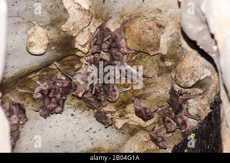 Colony of the Common Vampire Bat (Desmodus rotundus) in a limestone cave. Stock Photo