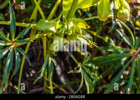 A Xylocope violet (Xylocopa violacea) honey bee pollinating a plant Stock Photo