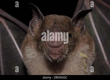 Portrait of the Brazilian bat Pale spear-nosed bat(Phyllostomus discolor) Stock Photo