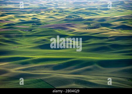 View of fields from Steptoe Butte State Park in Whitman County in the Palouse near Pullman, Washington State, USA. Stock Photo