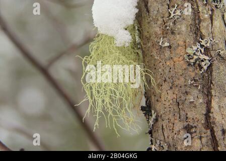 Green moss grows on a gray tree trunk in the forest. Snow lies from above in winter. Stock Photo