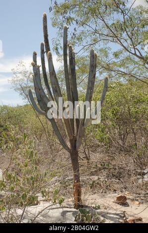 Caatinga is a type of desert vegetation,Cereus jamacaru, known as mandacaru  is a cactus common in this vegetation. Stock Photo