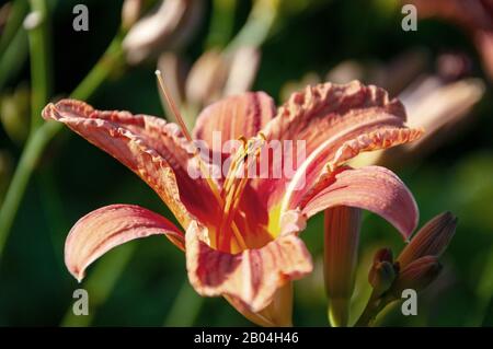 orange flower of daylilies, Hemerocallis in sunlight Stock Photo